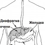 Organspende